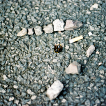 At the Death Bed of a Queen Bee