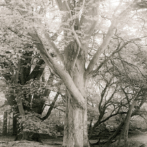 Grassy Slope Evening