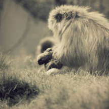 Mothers Love Aviemore