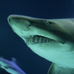 Shark