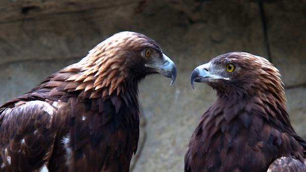 Disrupt. Disrupt the bird. Comment Four