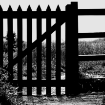 PICTURES ON PINK PAPER - 1982