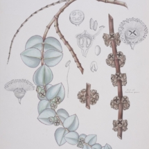 Eucalyptus cinerea_For Keg de Souza exhib_001