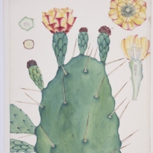 Opuntia vulgaris_For Keg de Souza exhib_002
