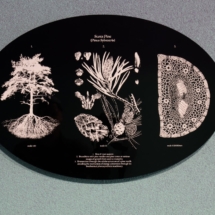 A FRAGILE CORRESPONDENCE