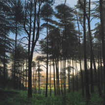 Dawn in Torlum Wood, 2023, oil on linen, 81 x 116 cm