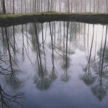 Mirrorpool in a Birch Wood, 2023, oil on linen, 89 x 130 cm