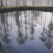 Mirrorpool in a Birch Wood, 2023, oil on linen, 89 x 130 cm