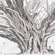 Yew Tree, ink on paper, 63 x 90 cm