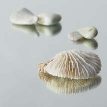 Bicentenary Year @ The Royal Scottish Academy